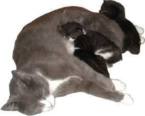 kat1.jpg (9060 bytes)